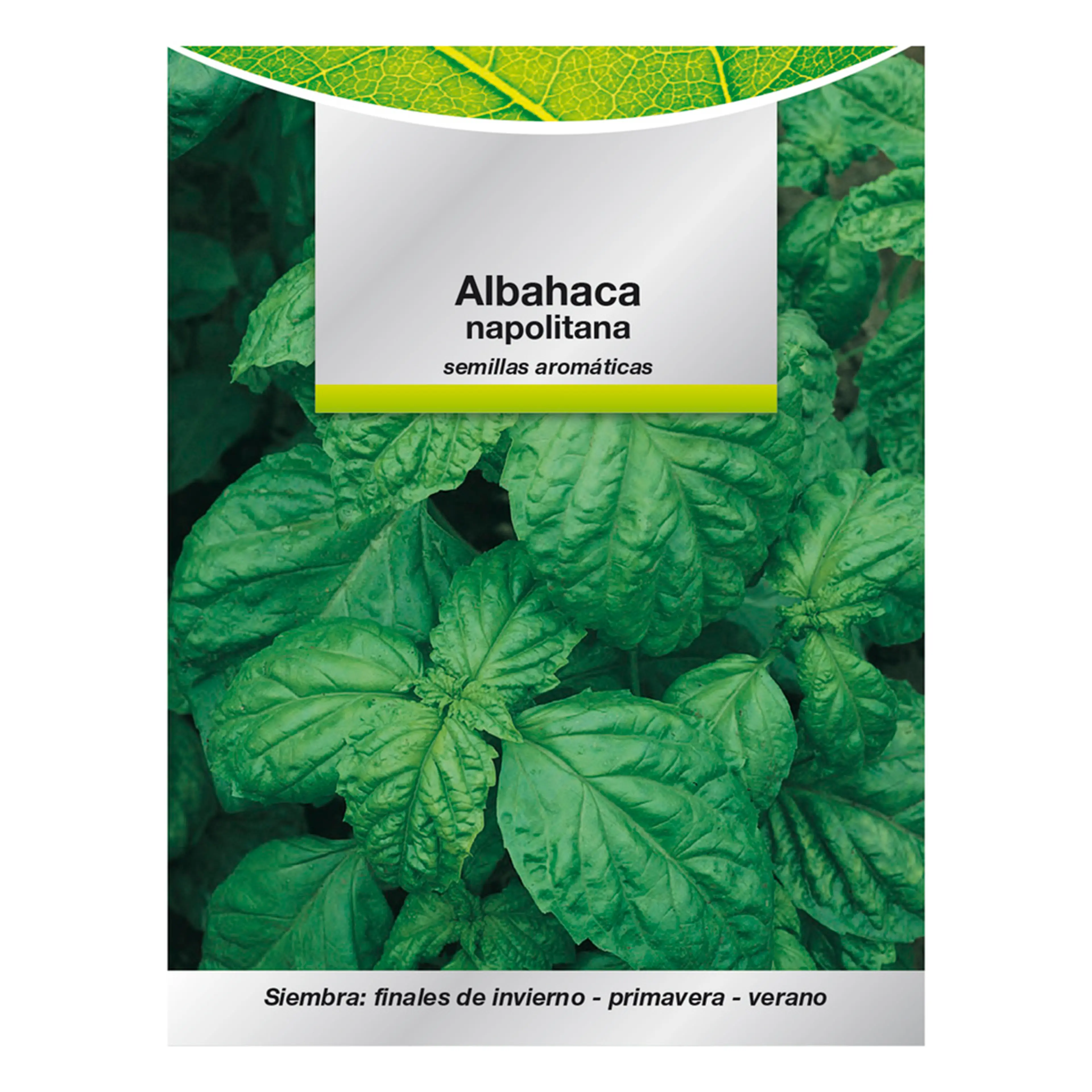 SEMILLAS AROMÁTICAS ALBAHACA GIGANT